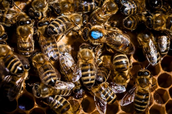 Jak na včely s firmou Dopareal
